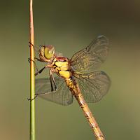 Common Darter female 1 